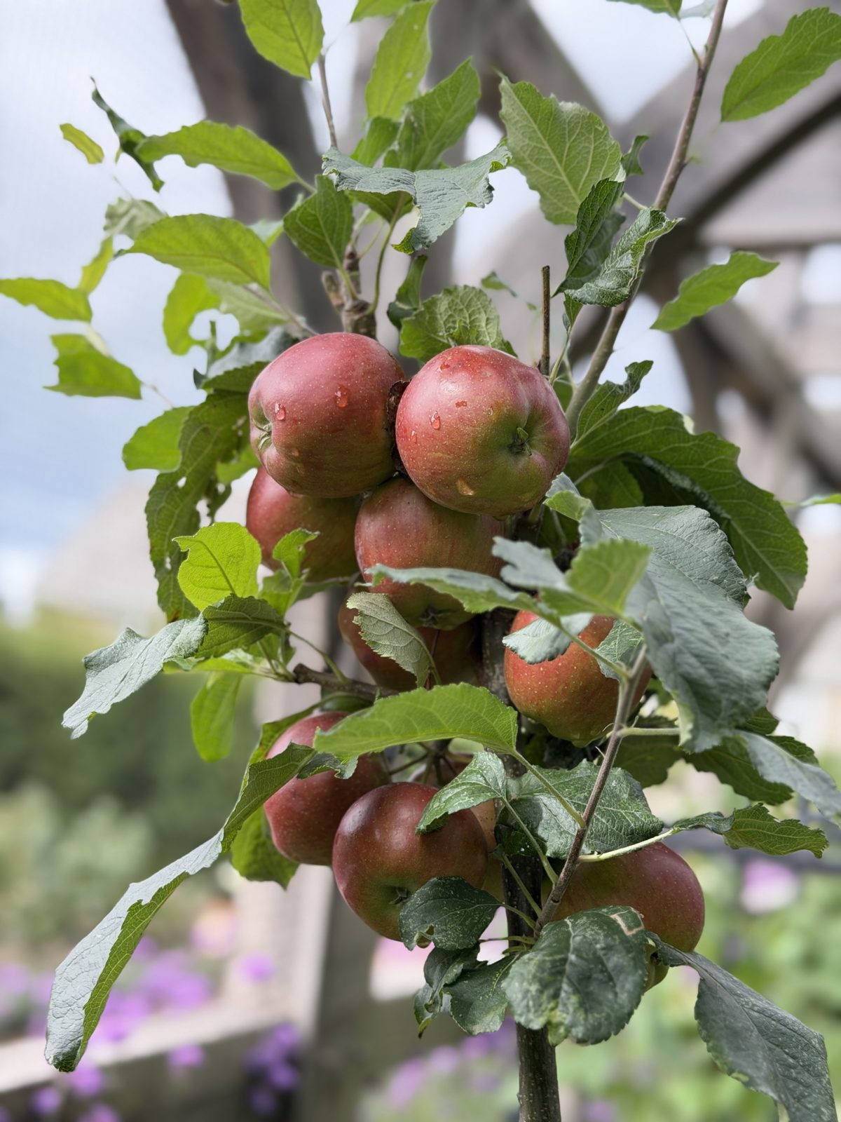 Red apples on a young tree