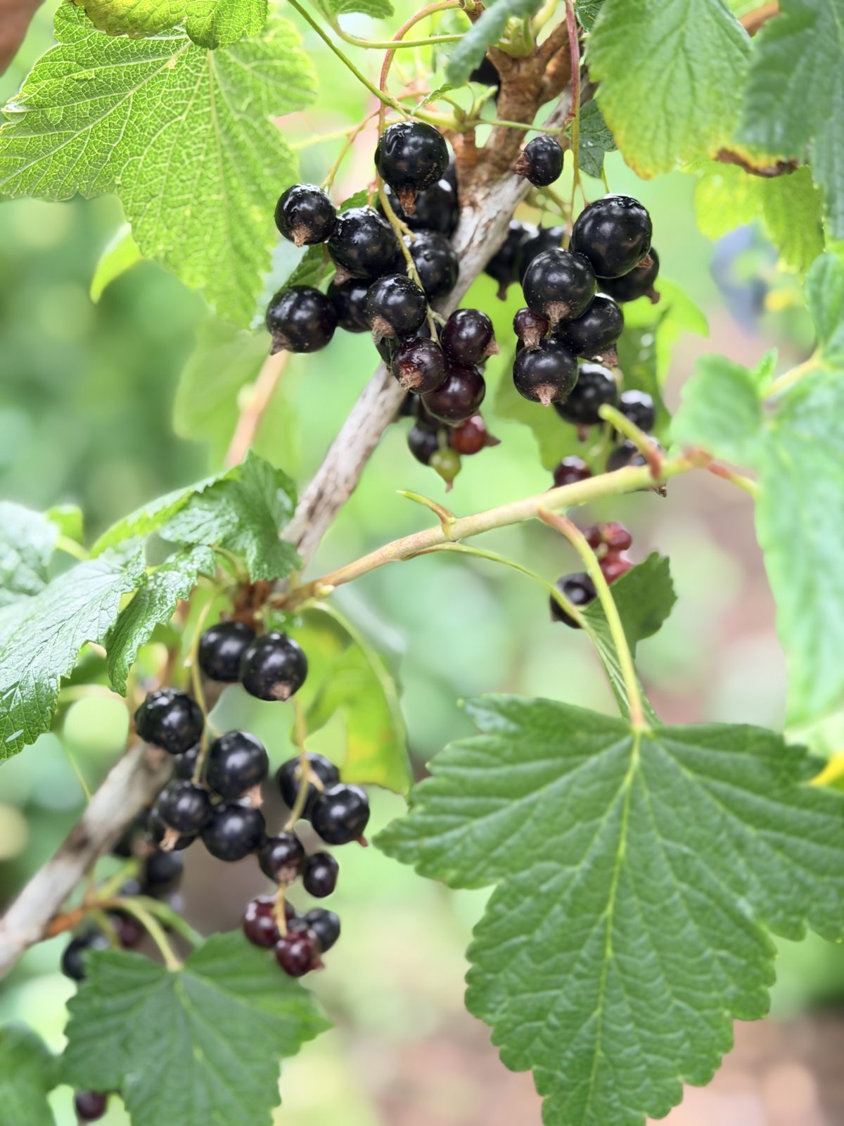 A cluster of blackcurrants on the bush