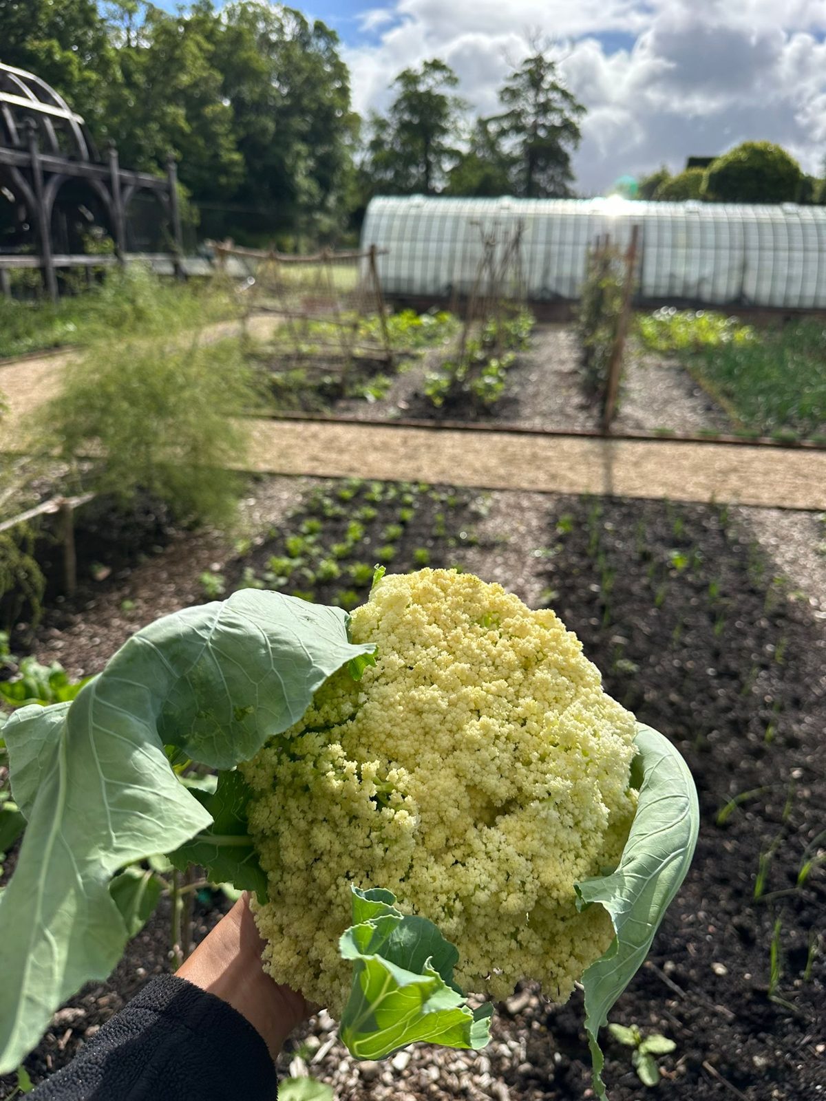 A large cauliflower held up in the kitchen garden