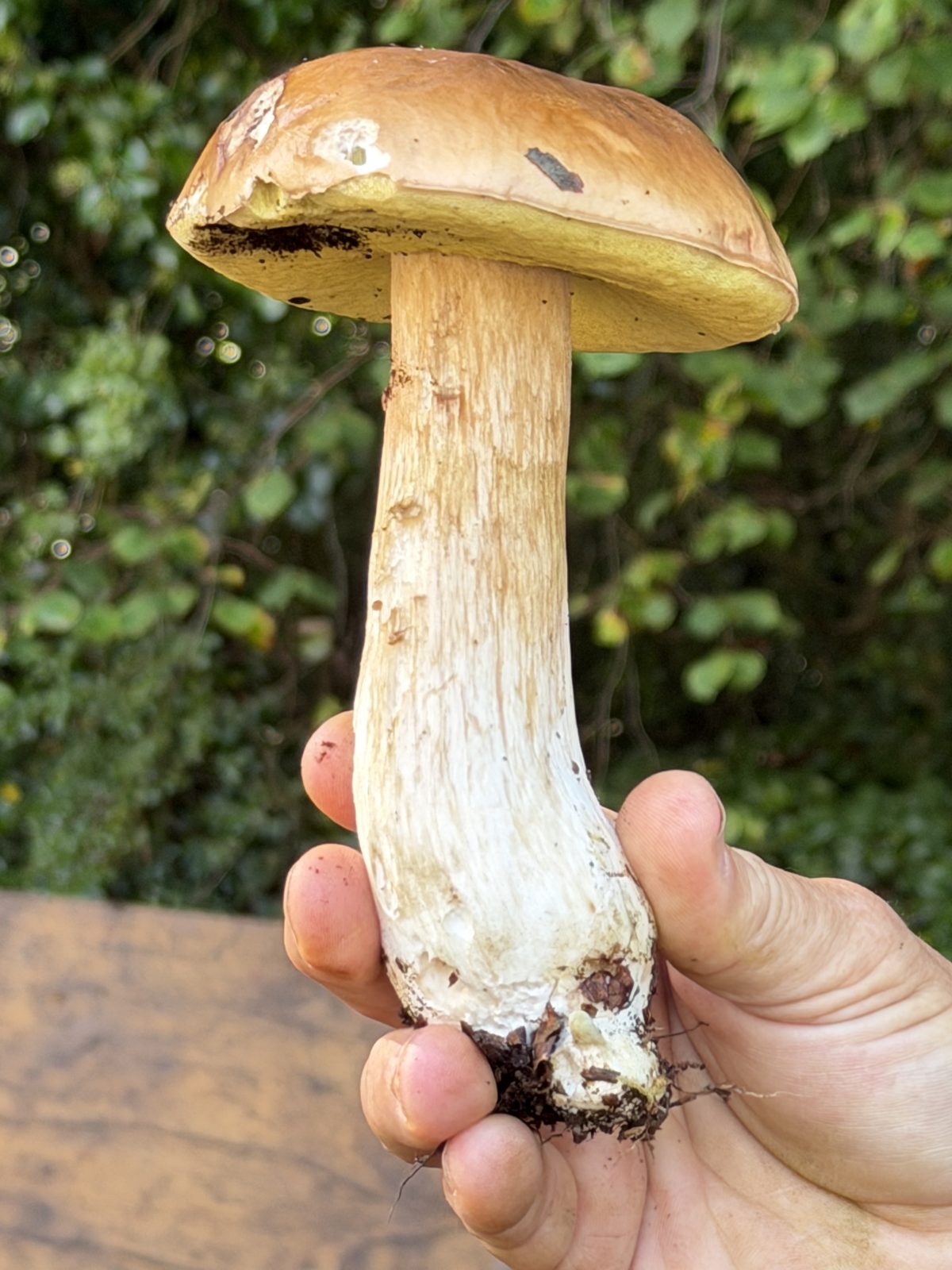 A cep held up against a hedge