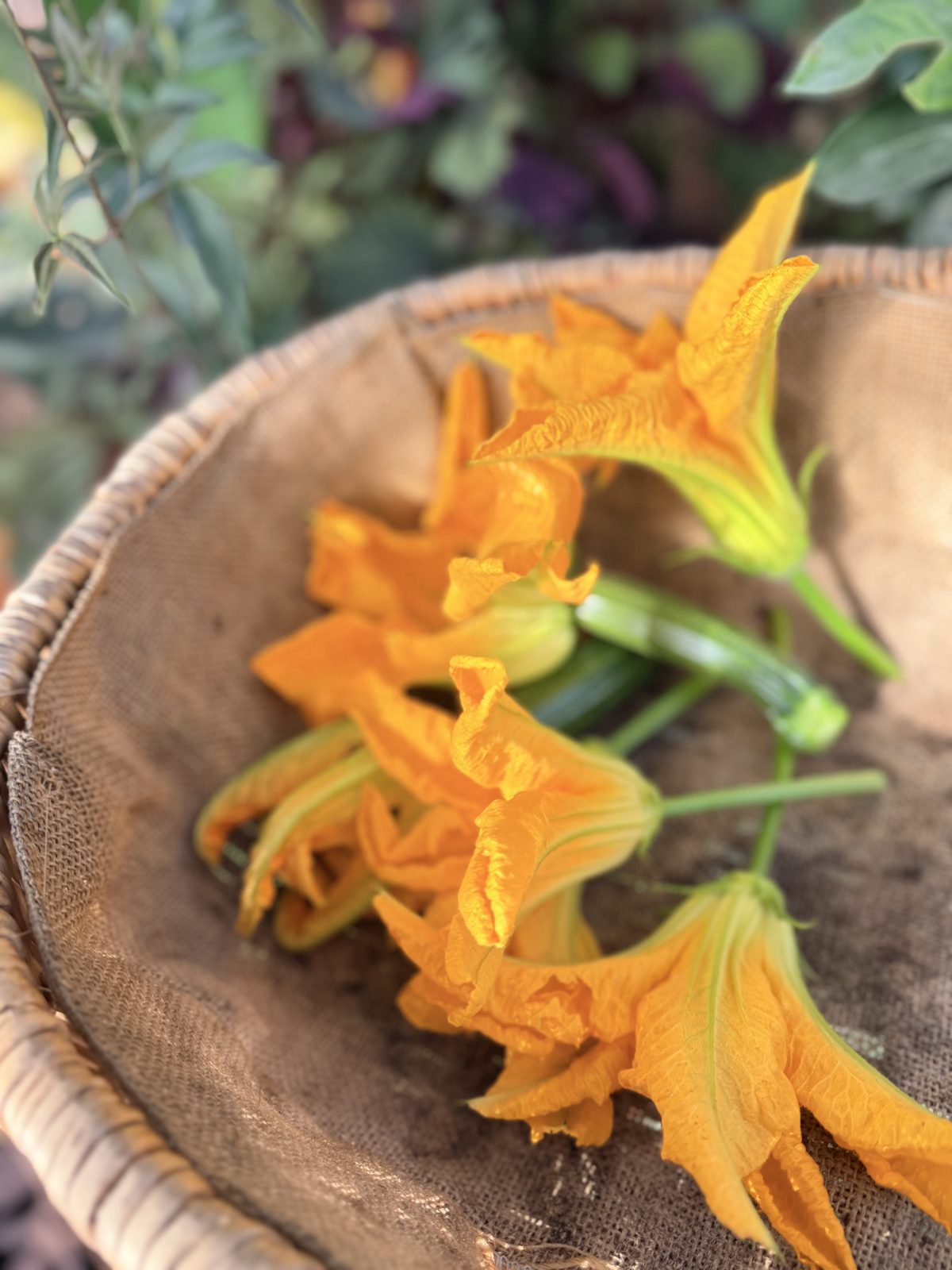 Orange courgette flowers in a basket