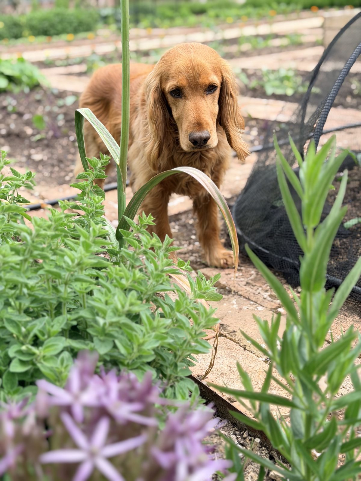 A spaniel looking out from between the vegetable beds
