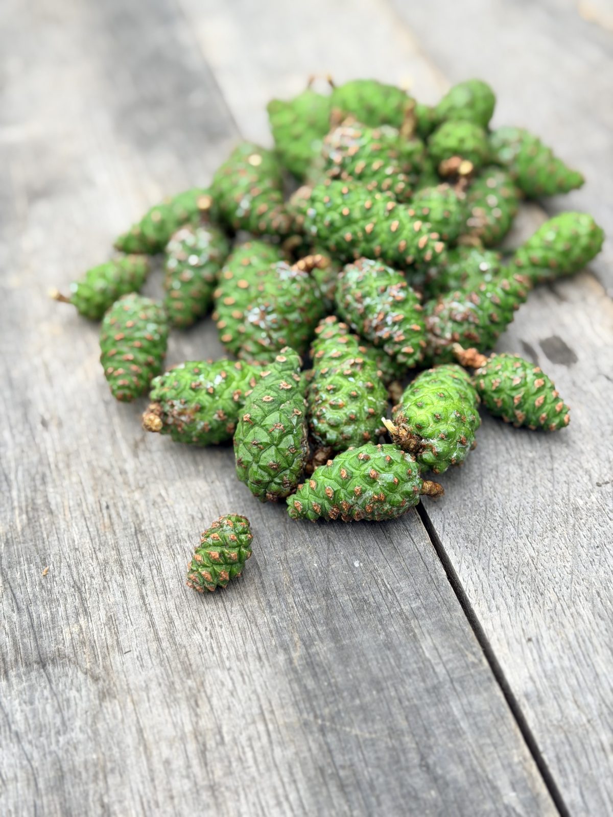 Small green pine cones gathered on a wooden table