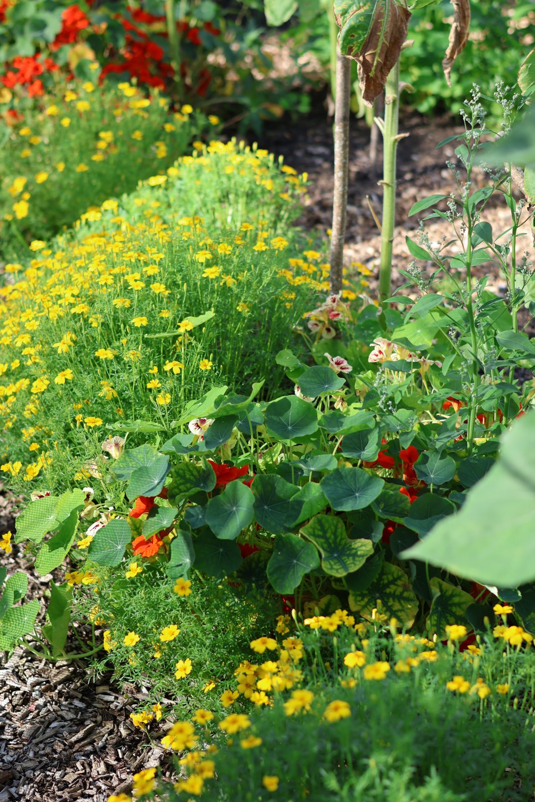 Marigolds and nasturtiums in flower among the vegetable beds
