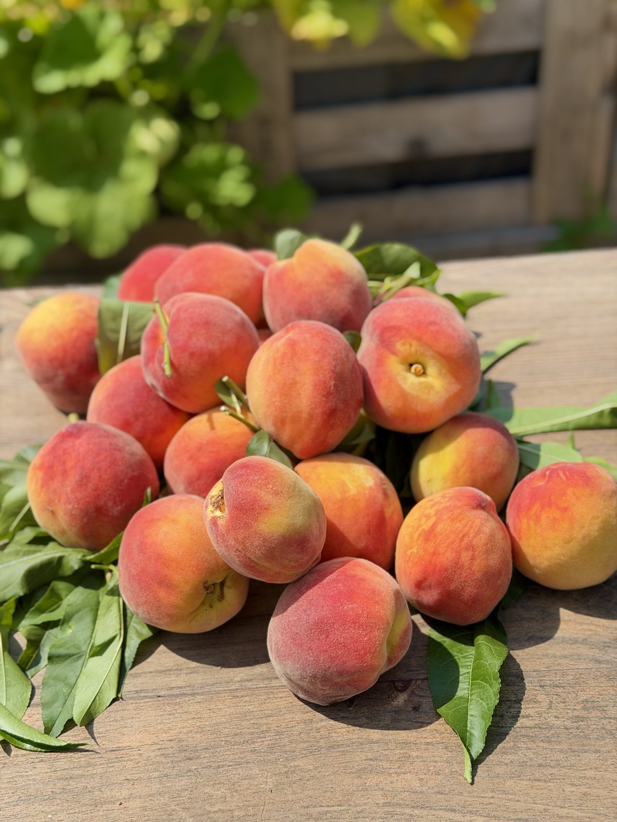 A bowl of ripe peaches on a wooden table