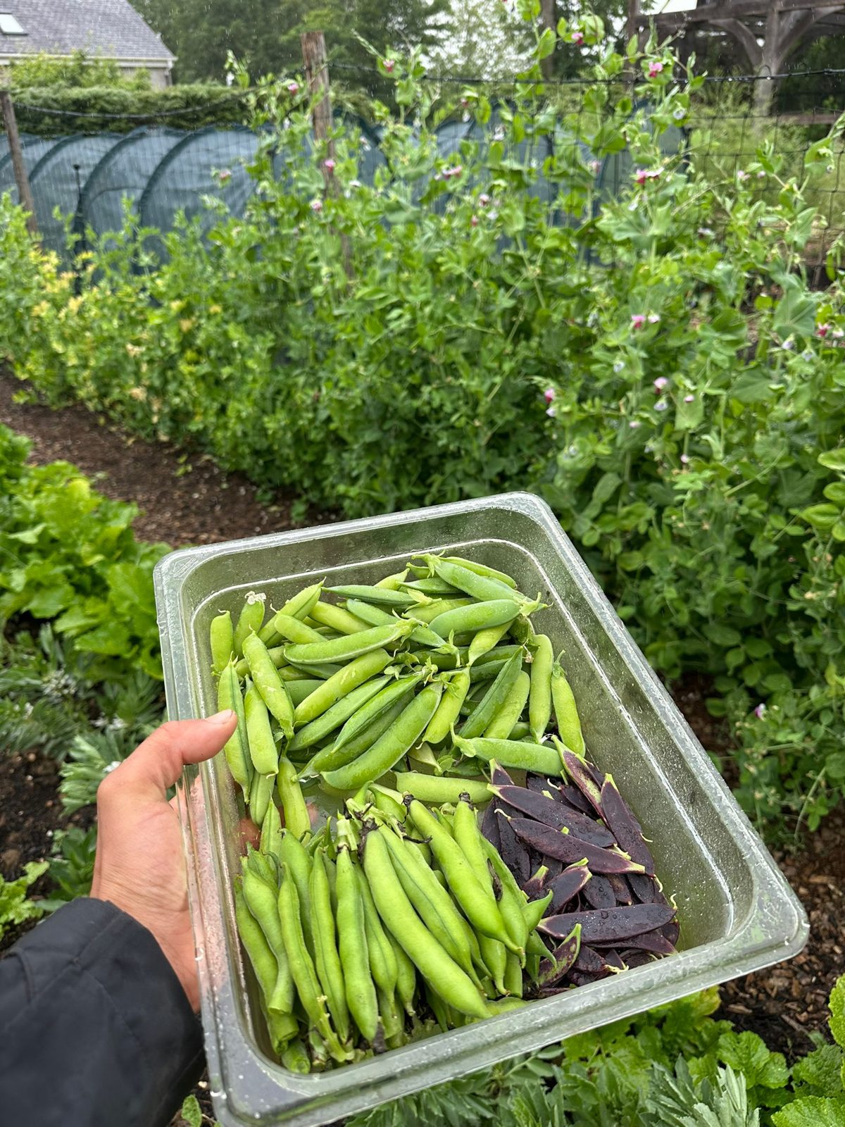 A tray of freshly picked peas and purple-podded beans held in the garden
