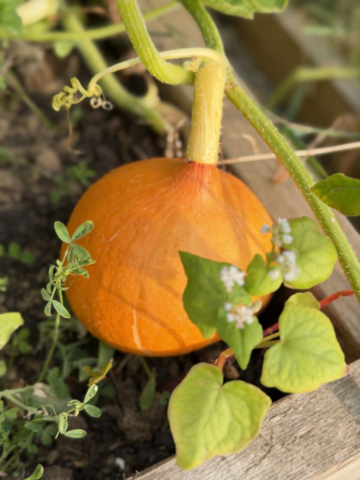 An orange squash on the vine