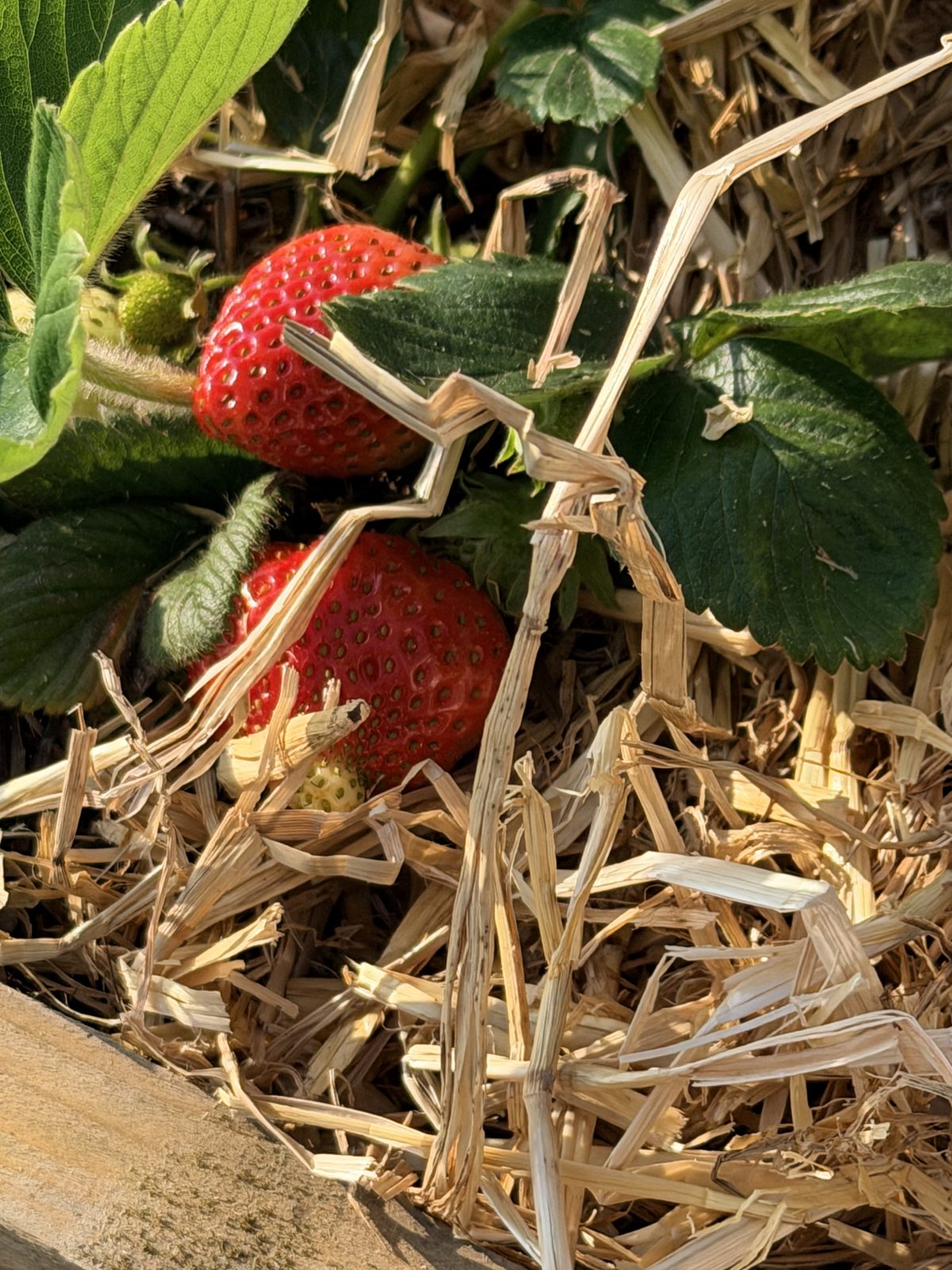 Strawberries ripening on straw