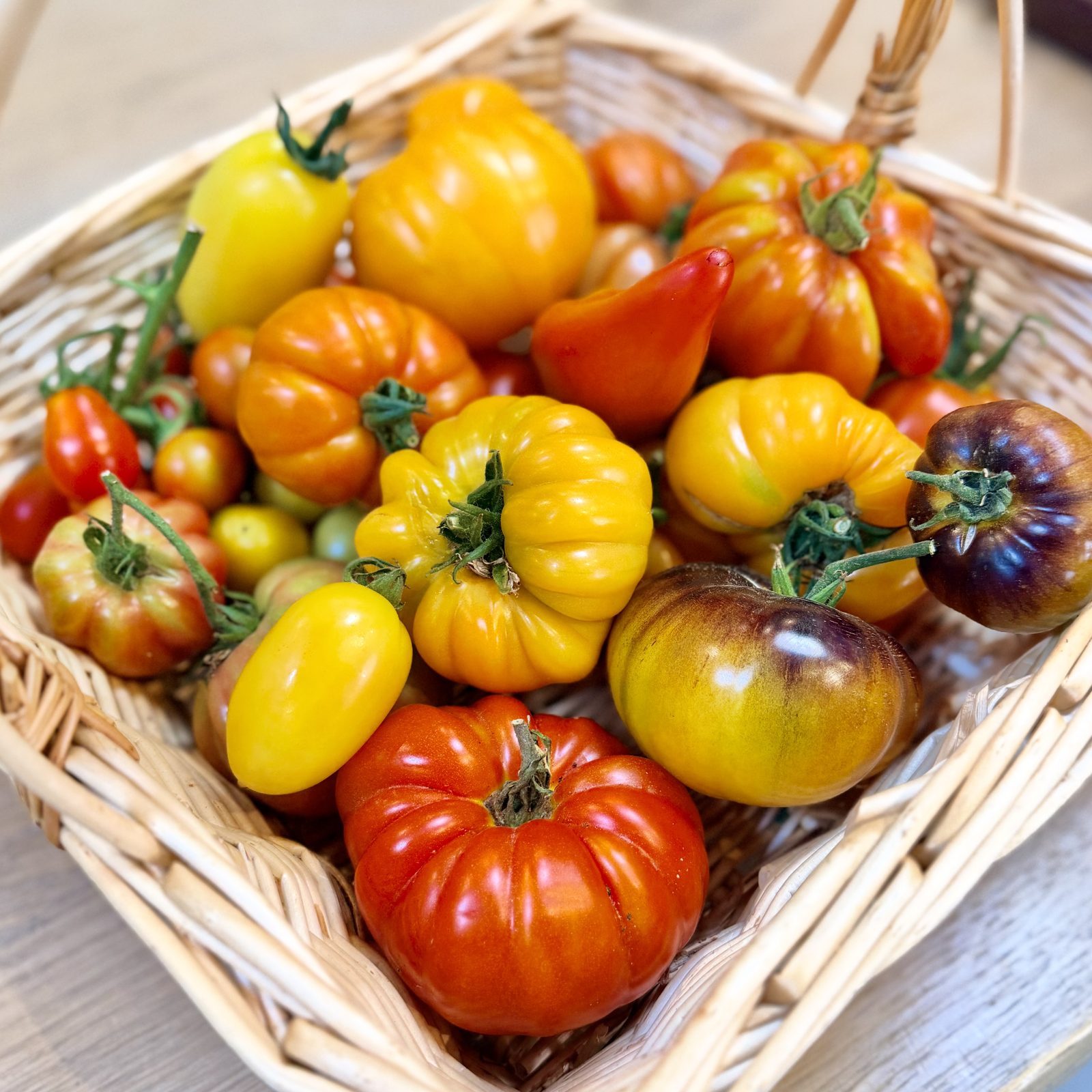 A basket of ripe tomatoes of every colour and shape, picked in the glasshouse