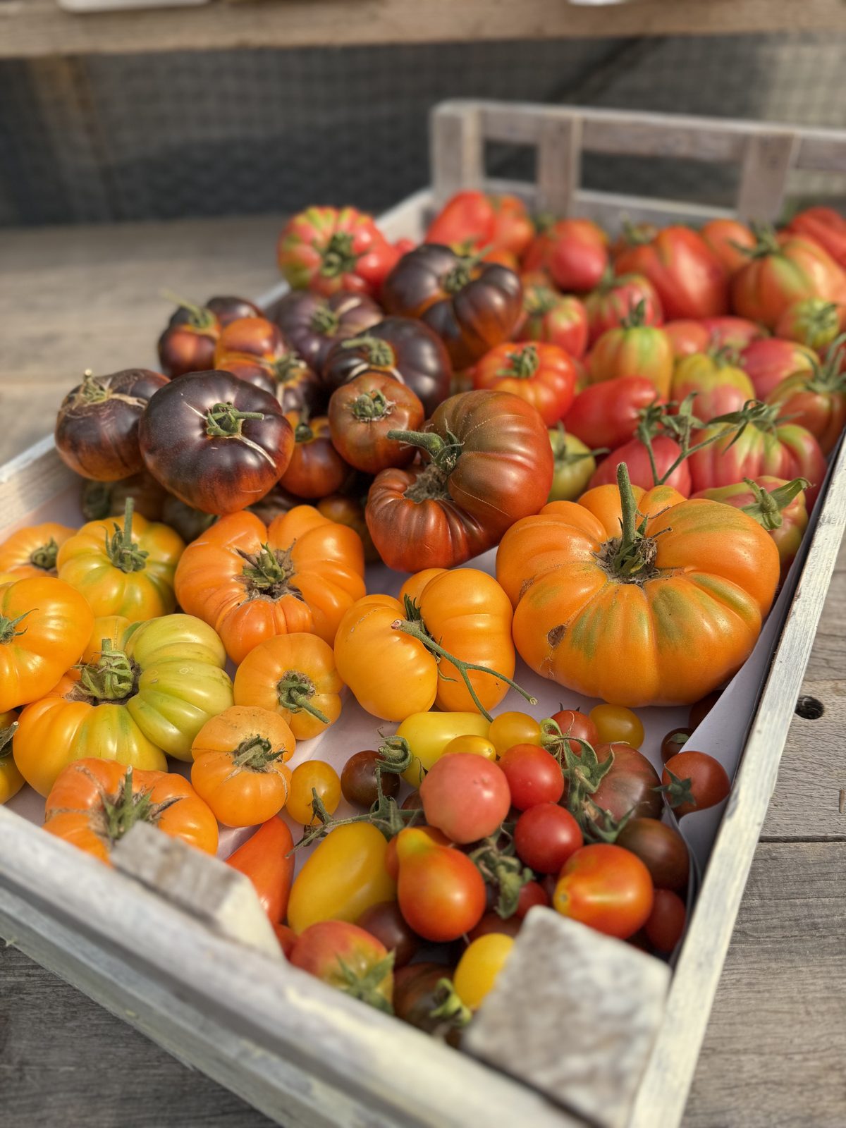 A wooden crate heaped with tomatoes of every colour