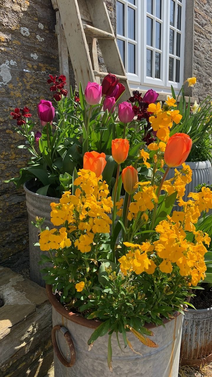 Tulips and wallflowers in a zinc tub by the door