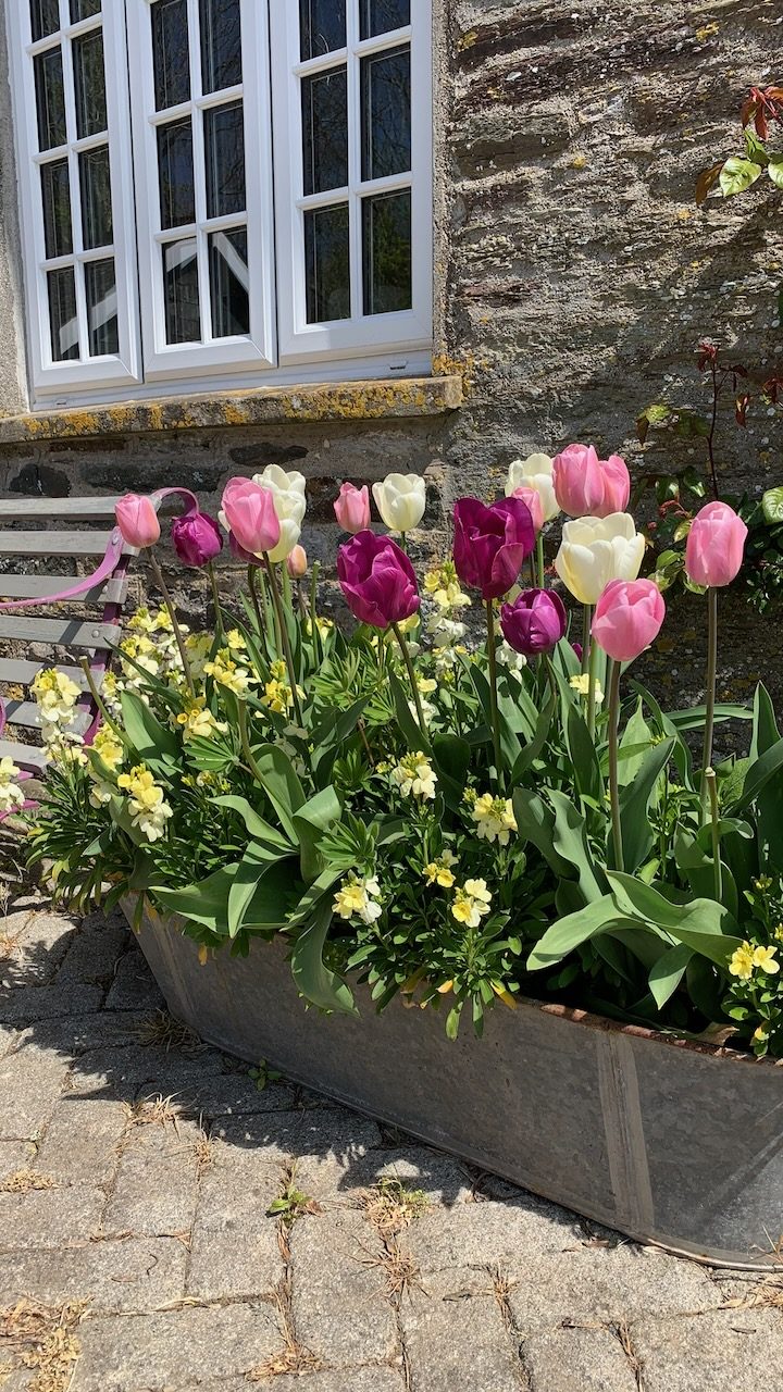 A trough of tulips beneath the windows