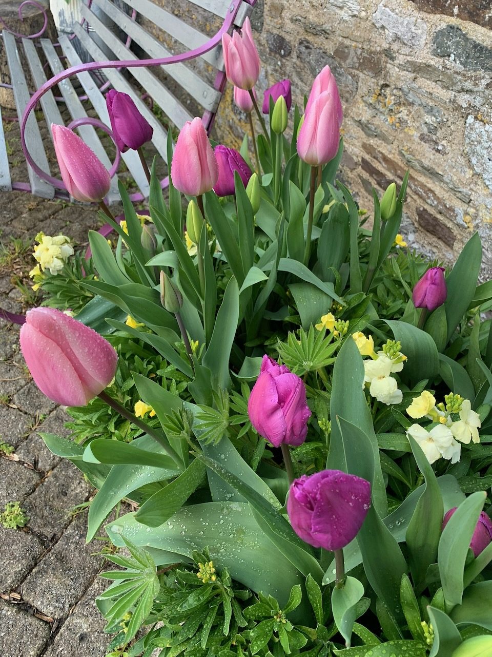 Pink and purple tulips against the stone wall