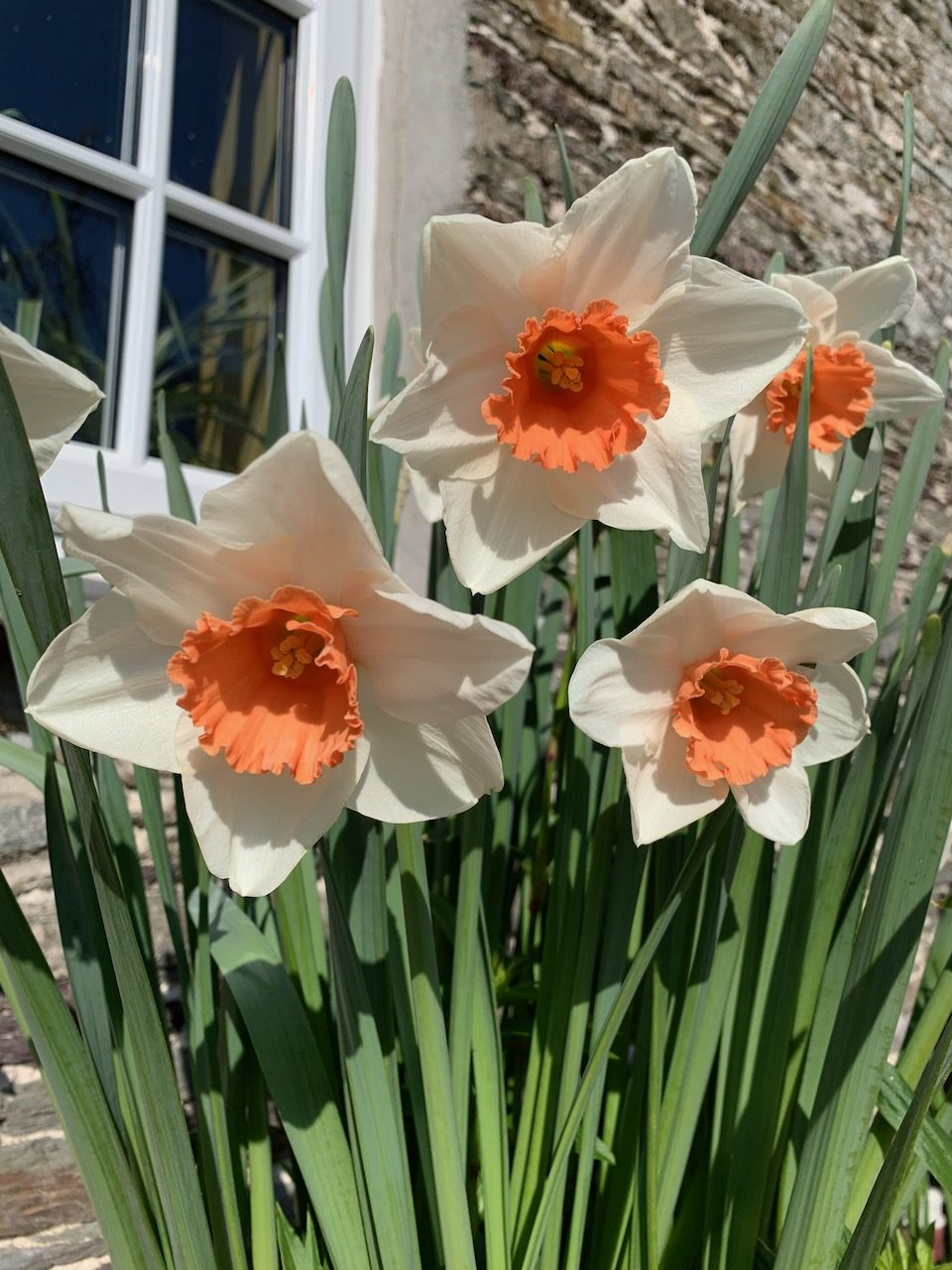 Daffodils outside the windows