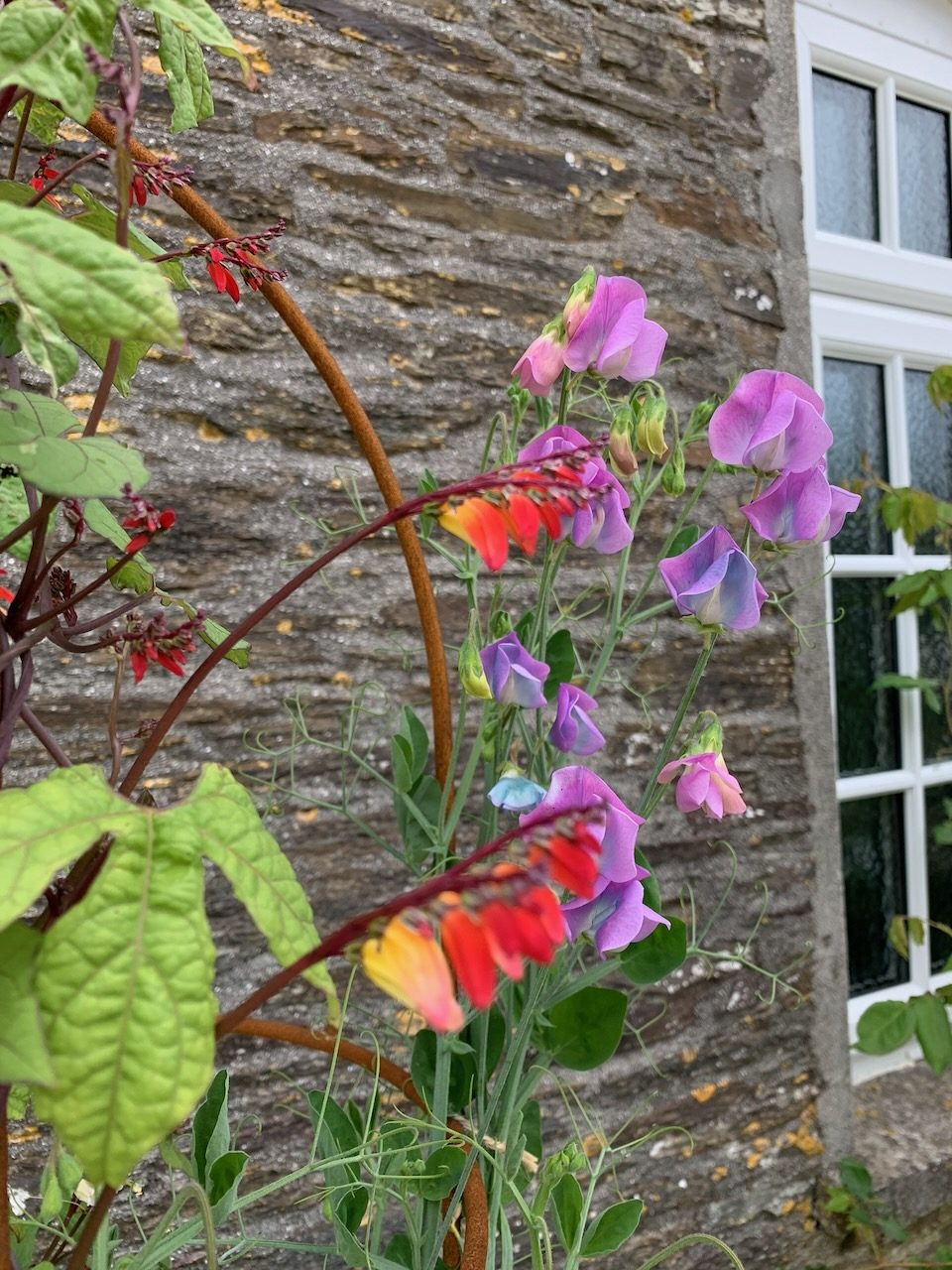 Sweet peas climbing the cottage wall